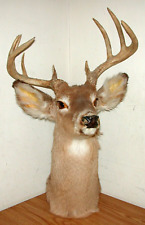 Point deer shoulder for sale  Keokuk