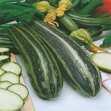 Marrow long green for sale  SALISBURY