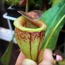 Nepenthes tenuis rooted for sale  Platteville
