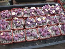 Lithops optica rubra for sale  CRADLEY HEATH