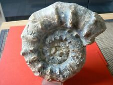 Ammonite oxfordien villers d'occasion  Pavilly