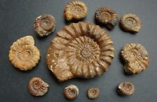 Fossilien ammonit aegoceras gebraucht kaufen  Rautheim,-Mascherode