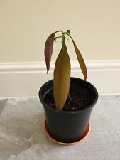 Used, MANGO Tree Plant -Tropical - Indoor Bonsai starter plant -18cm tall from base  for sale  LEICESTER