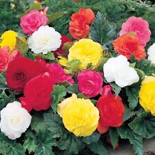 Double begonia corms for sale  DONCASTER