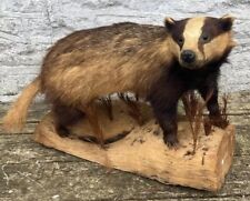 Stunning vintage taxidermy for sale  YEOVIL