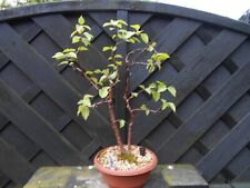 Bonsai silver birch for sale  CANNOCK