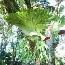 platycerium segunda mano  Embacar hacia Argentina