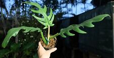 Philodendron elegans plant for sale  Hollywood