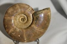 Grande ammonite anapuzosia d'occasion  Pont-à-Mousson