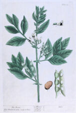 herbario usato  Urbino