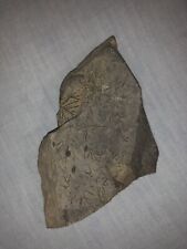Pietra fossile impronta usato  Vallebona