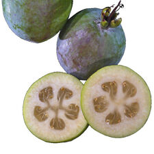 Feijoa sellowiana gemini d'occasion  Pouzauges