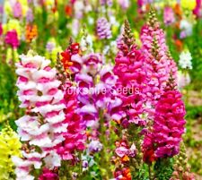 300x giant snapdragon for sale  DEWSBURY