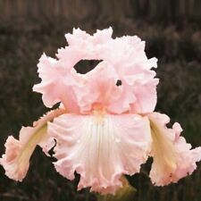 Society page iris for sale  Summerville