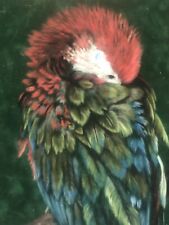 Greenwing macaw parrot for sale  MIDDLESBROUGH