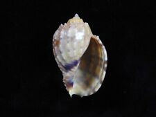 Sea shell Harpa kajiyamai 50.7mm ID#7339, used for sale  Shipping to South Africa