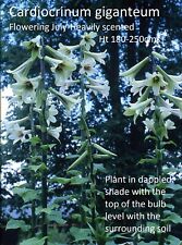 Cardiocrinum giganteum. giant for sale  STANMORE