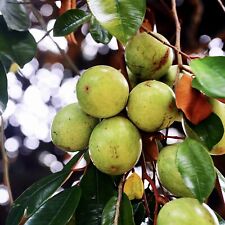 WHITE STAR APPLE / CAIMITO (CHRYSOPHYLLUM CAINITO) LIVE FRUIT TREE 24”-36” for sale  Shipping to South Africa