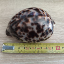 Cypraea tigris lyncichroa d'occasion  Expédié en Belgium