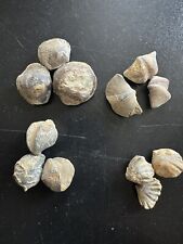 Brachiopodes fossils atrypa d'occasion  Dijon