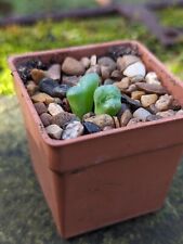 Conophytum obcordellum subsp. for sale  SHEFFIELD