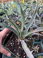 Yucca baccata live for sale  Golden Valley