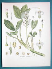 Buckbean medicinal plant for sale  Manassas