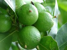 Key Lime 'Citrus × aurantiifolia' x 10 sementes ENTREGA GRATUITA NO REINO UNIDO comprar usado  Enviando para Brazil