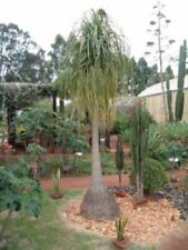 Ponytail palm beaucarnea for sale  Loranger