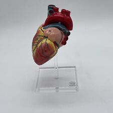 Evotech Scientific Anatomical Two Part Human Heart Model Teaching 3D Model for sale  Shipping to South Africa