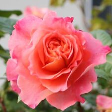 Edelrose augusta luise gebraucht kaufen  Rinteln