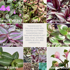Tradescantia mix rooted for sale  Salisbury