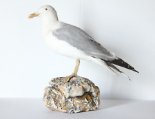 Used, Taxidermy-hunting-chasse-präparat- Caspian Gull with permit for sale  Shipping to South Africa