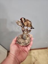 J169 european goldfinch for sale  Hinton
