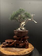 Japanese kishu juniper for sale  Pittsburgh