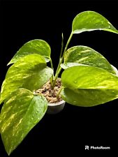 Epipremnum aureum scindapsus d'occasion  Labouheyre