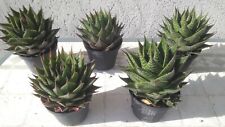 Aloe cosmo vaso usato  Baronissi