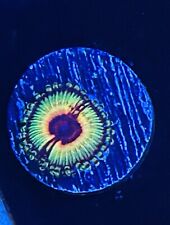 Rainbow eclipse zoa for sale  Columbia