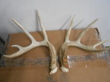 Clean 5x5 whitetail for sale  Florence