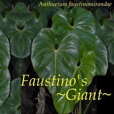 Faustino giant rare for sale  Haleiwa