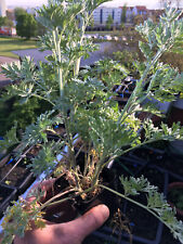 Real wormwood (Artemisia absinthium)  over 300 seeds , used for sale  Shipping to South Africa