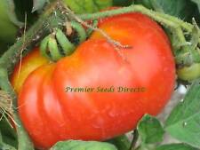 Italian tomato costoluto for sale  SALISBURY