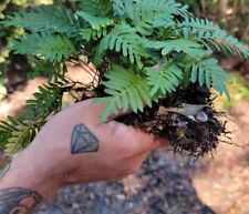 Resurrection fern clump for sale  High Springs