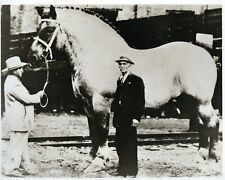 Maior cavalo do mundo maior cavalo do mundo cavalo enorme 1920 INCRÍVEL comprar usado  Enviando para Brazil