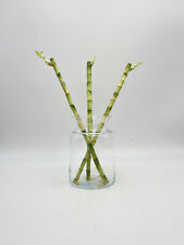 Lucky bamboo dracaena for sale  LONDON