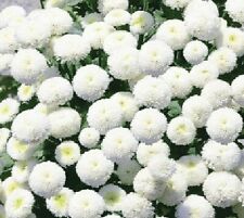 Chrysanthemum single white for sale  READING