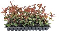 Photinia red tip for sale  USA