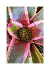 10x Neoregelia sp. Miracro Bromeliad Garden Plants - Seeds ID595 for sale  Shipping to South Africa