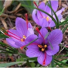 100 saffron plant for sale  Denver
