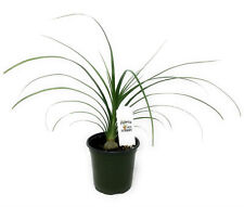 Flowerpotnursery ponytail palm for sale  Loranger